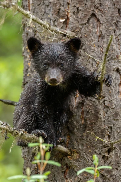 Negro oso cachorro — Foto de Stock