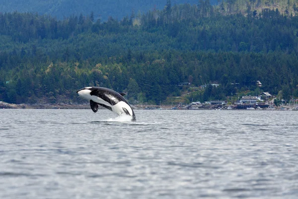 Skoki orca whale — Zdjęcie stockowe