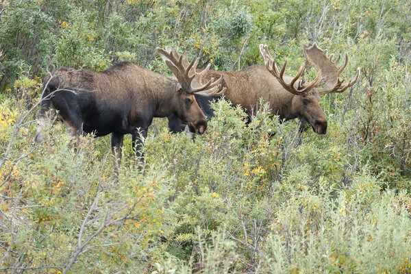 Two moose male walking 