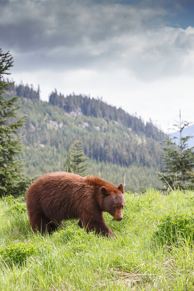 Чёрный медведь с корицей
