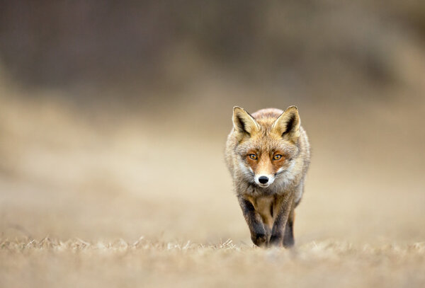 Red fox animal in the dunes