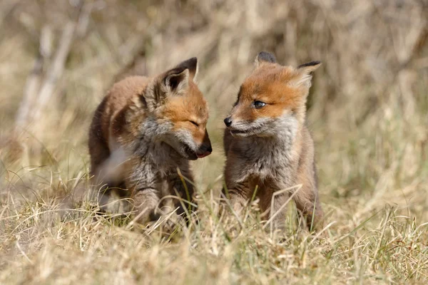 Rosso volpe cuccioli giocare — Foto Stock