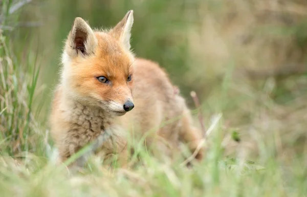 Junger Rotfuchs — Stockfoto