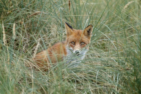 Red fox in nature — Stock Photo, Image