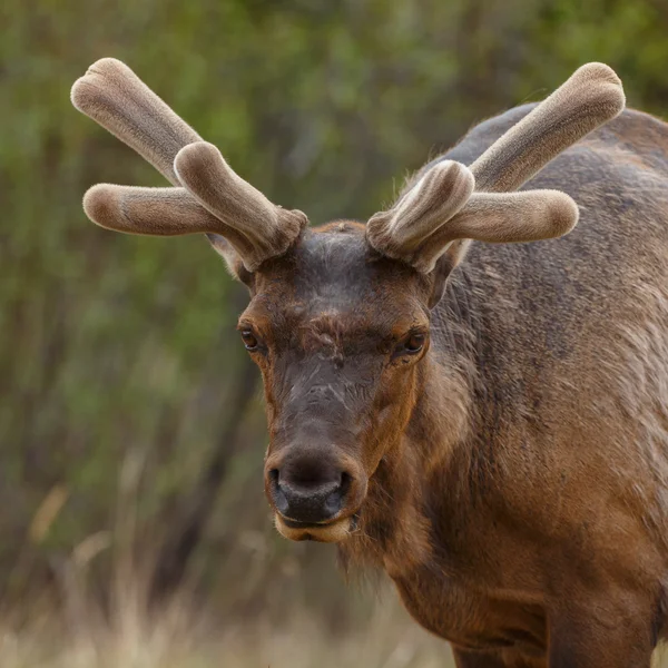 Elk portrait on nature — Stock Photo, Image