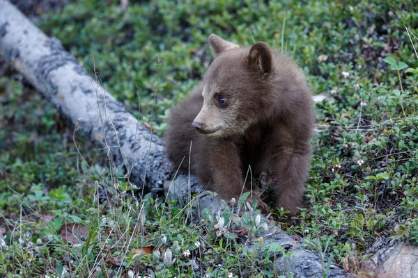 Filhote de urso preto — Fotografia de Stock