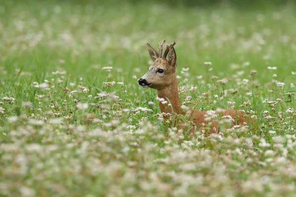 Roe deer in a field — Stock Photo, Image