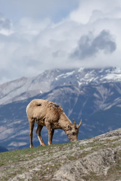 Ovce tlustorohá na vrcholu hory — Stock fotografie