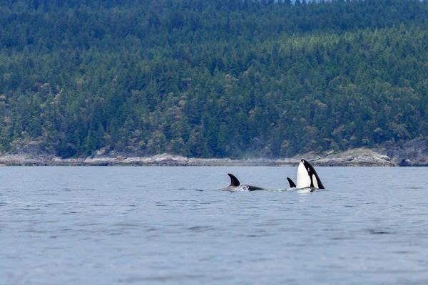 Skoki orca whale — Zdjęcie stockowe