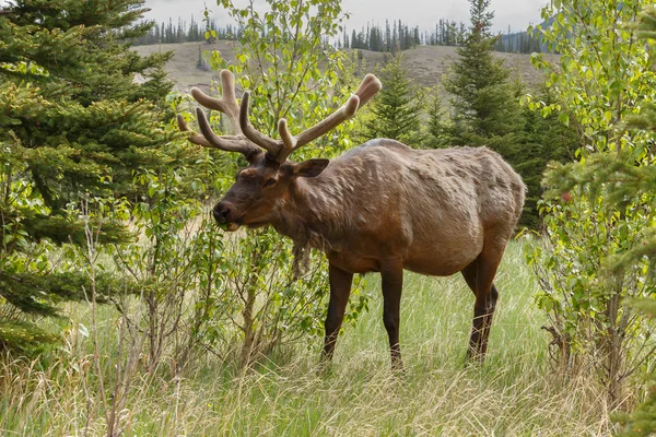 Elk portrait on nature — Stock Photo, Image