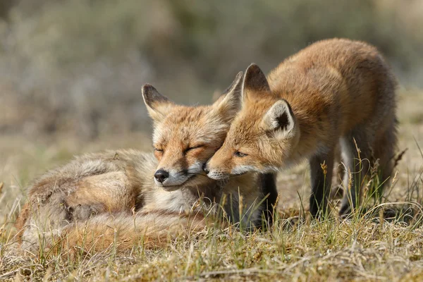 Red fox mor och cub — Stockfoto