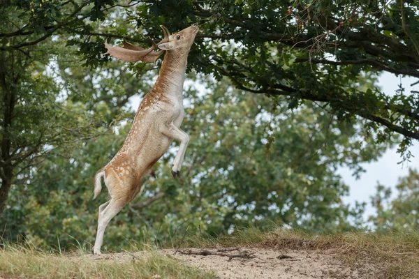 Cervo durante la stagione di riposo — Foto Stock