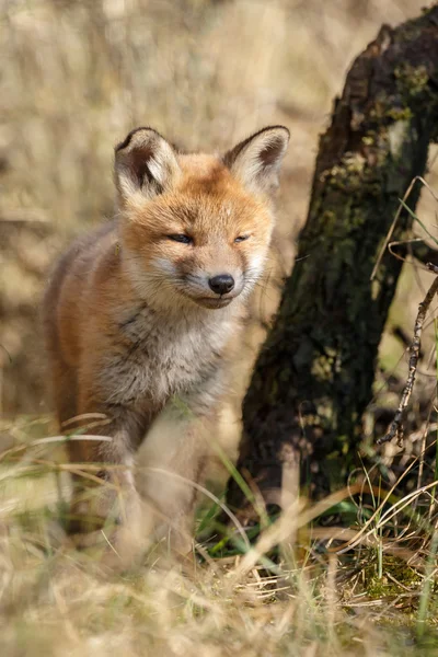 Κόκκινη αλεπού cub στη φύση — Φωτογραφία Αρχείου