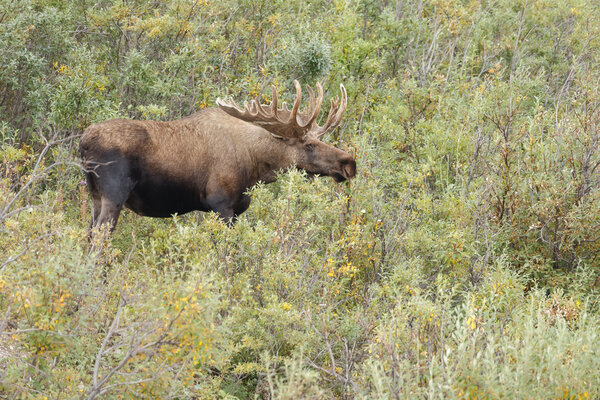 Moose bull at Denali