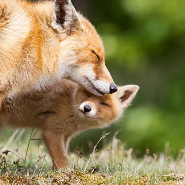 Red fox matka a mládě — Stock fotografie