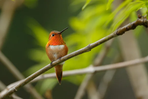 Rufous Hummingbird male — Stock Photo, Image