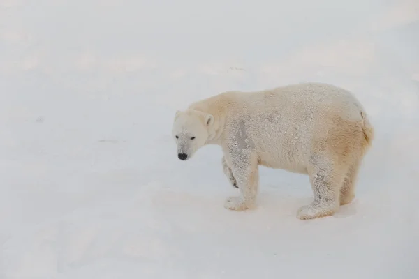 Белый медведь в снегу — стоковое фото