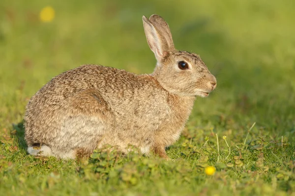 Young juvenile rabbit — Stock Photo, Image