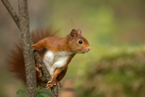 Rode eekhoorn in het bos — Stockfoto