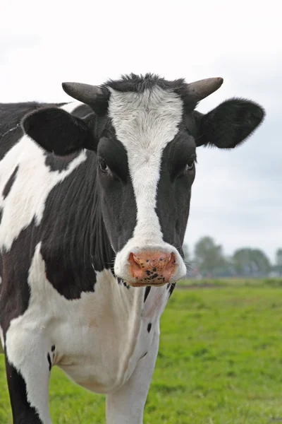 Vaca preta e branca holandesa — Fotografia de Stock