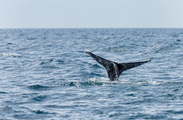 Tail of a grey whale at l Vanvouver — Stock Photo, Image
