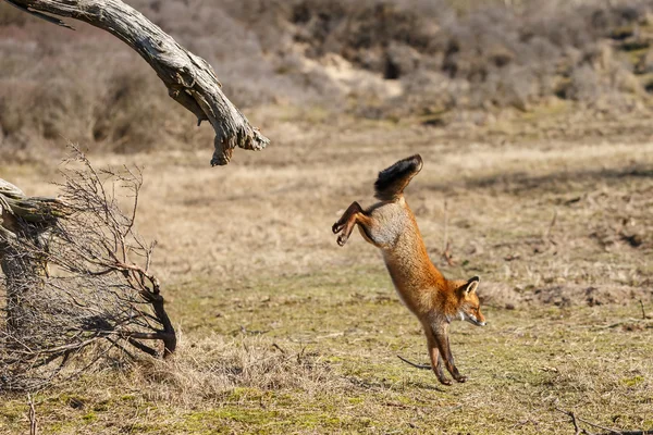 Red fox di pohon mati — Stok Foto