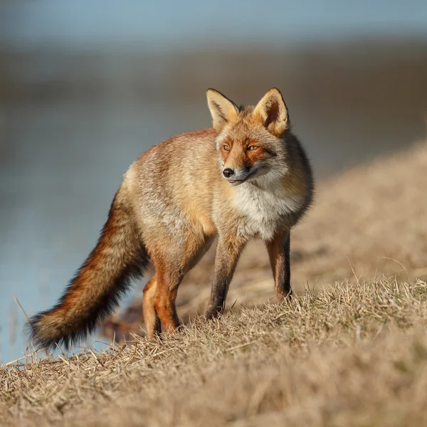 Red fox på gräset — Stockfoto
