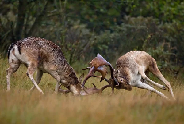 싸움에 휴 경지 사슴 — 스톡 사진