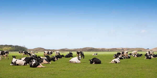 Ολλανδικές αγελάδες στο Λιβάδι — Φωτογραφία Αρχείου
