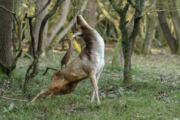 Rothirsche in der Jagdsaison — Stockfoto