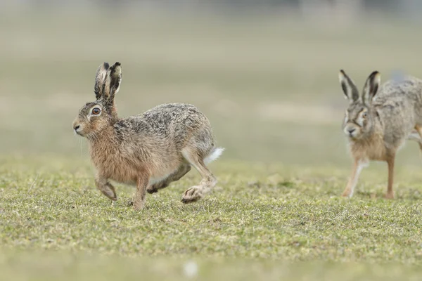 Wild hares running. — Stock fotografie