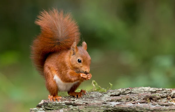 Esquilo vermelho animal — Fotografia de Stock