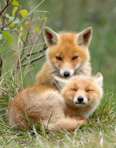 İki küçük kırmızı tilki yavrusu — Stok fotoğraf