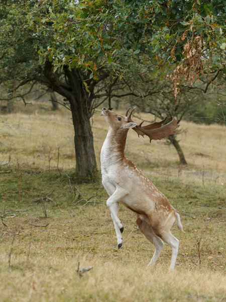 Fallow deer during rutting season 