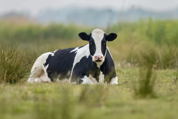 Vaca preta e branca holandesa — Fotografia de Stock