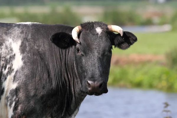 Nederlandse zwart-wit koe — Stockfoto