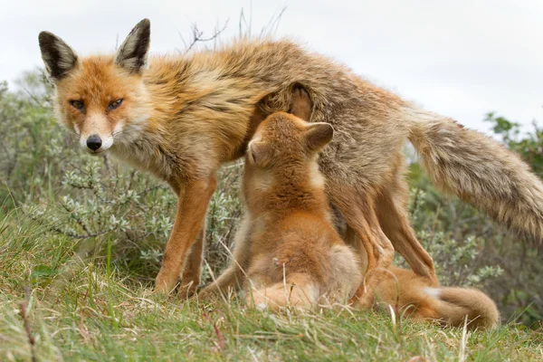 Red fox cubs drinking by mother. — ストック写真