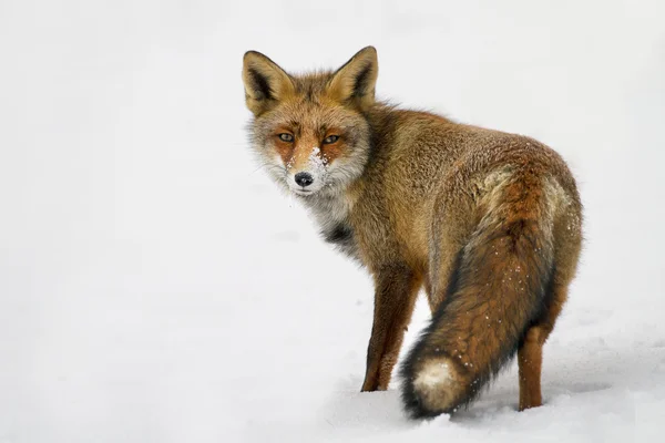 Red fox vintertid — Stockfoto