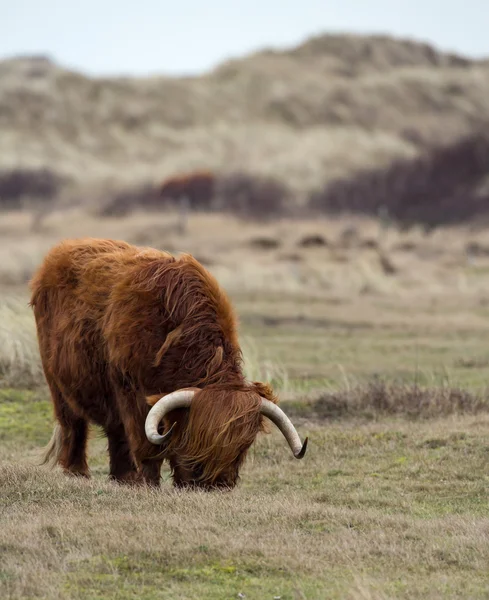 Hochlandkuh über die Natur — Stockfoto