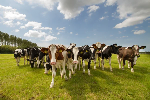 Vacas holandesas en un prado Fotos De Stock