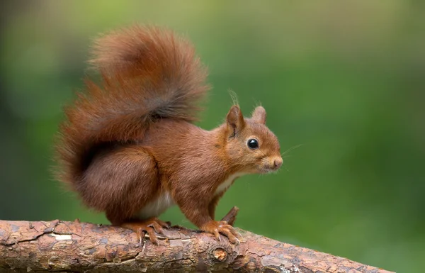 Red Squirrel in the forest Royalty Free Stock Images