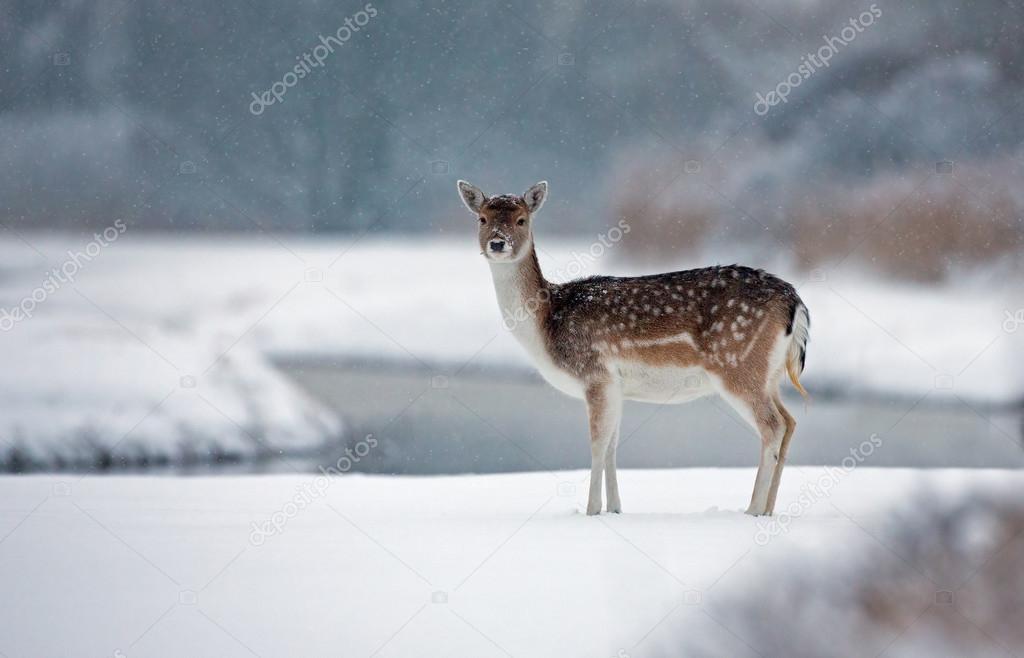 Fallow deer  in a winter landscape.