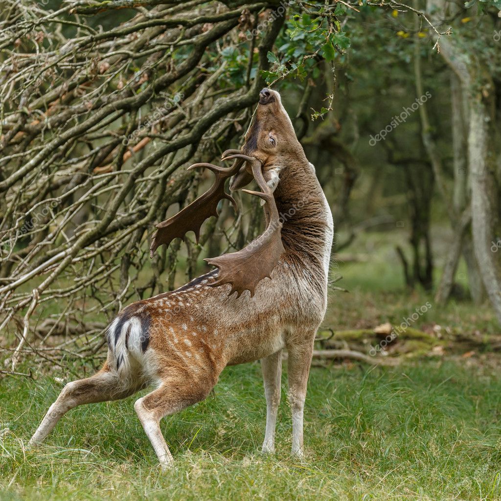 MennoSchaefer