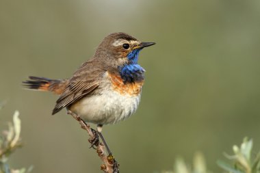 Bluethroat kuş dal