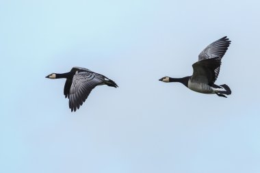 brant or brent geese  clipart
