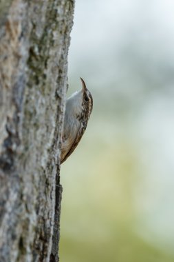 Serçe kuşu, Passeridae.