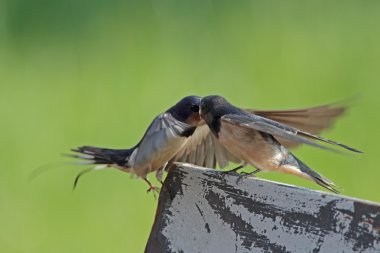 Kırlangıcı beslemeleri Juvenil yutmak