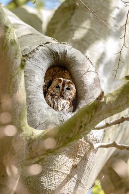 The tawny owl or brown owl clipart