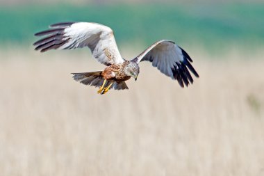 Marsh harrier uçuş