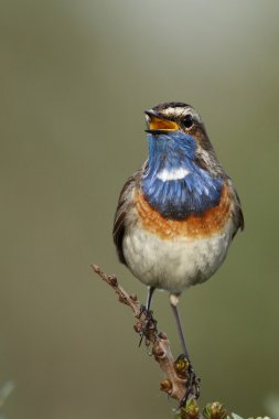 Bluethroat kuş dal